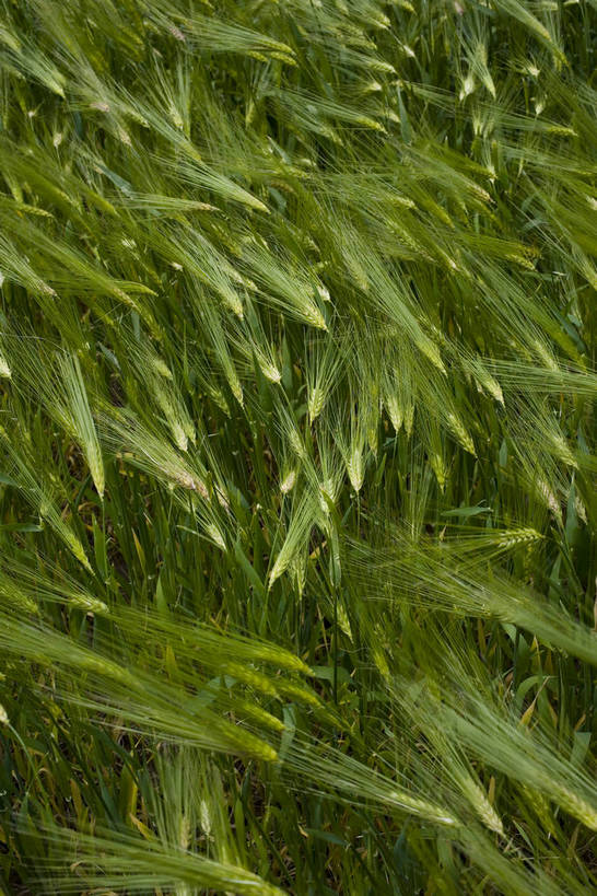 竖图,室外,白天,庄稼,农作物,名胜古迹,植物,中国,亚洲,丰收,纹理,稻穗,燕麦,文化,西藏,少数民族,民族,绿色,自然,旅游胜地,摄影,东亚,藏传佛教,中华人民共和国,富裕,彩图,中国少数民族,青稞,bj174