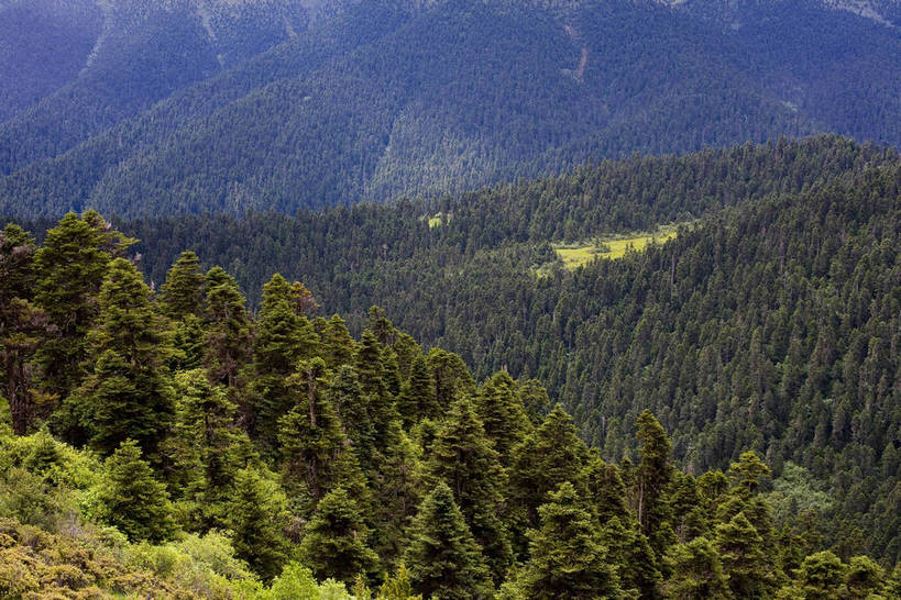 横图,室外,白天,农作物,草地,草坪,名胜古迹,植物,松树,中国,亚洲,收成,丰富,丰收,丰盛,文化,拉萨,林芝,西藏,少数民族,民族,草,花,树,绿色,天空,自然,旅游胜地,摄影,收获,自然风光,藏,东亚,西藏自治区,藏传佛教,云杉,中华人民共和国,西南地区,丰登,丰硕,富饶,富裕,劳绩,彩图,林芝地区,中国少数民族,充裕,林芝县,鲁朗林海,鲁朗镇,草甸,西藏江南,bj174
