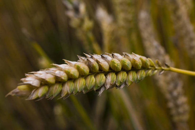 横图,室外,白天,农作物,小麦,名胜古迹,植物,水果,中国,亚洲,丰收,谷物,麦穗,燕麦,文化,裸露,西藏,少数民族,民族,自然,旅游胜地,摄影,麦子,自然风光,裸,东亚,藏传佛教,中华人民共和国,富裕,彩图,中国少数民族,bj174