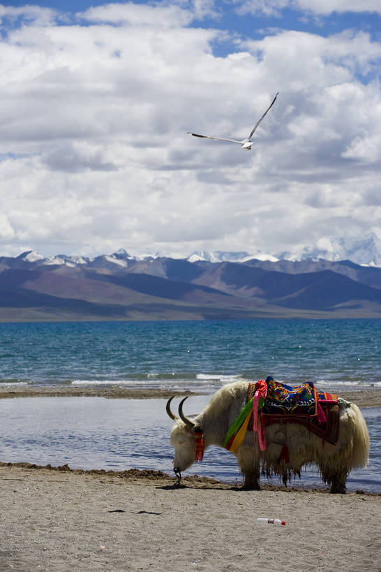 竖图,室外,白天,湖,名胜古迹,沙滩,中国,亚洲,清澈,漂亮,西藏,蓝色,天空,自然,天,旅游胜地,摄影,整洁,自然风光,藏,东亚,西藏自治区,纳木错,圣湖,中华人民共和国,西南地区,砂石,明澈,清彻,清亮,咸水湖,圣洁,牦牛,彩图,灵湖,神湖,腾格里海,天湖,bj174