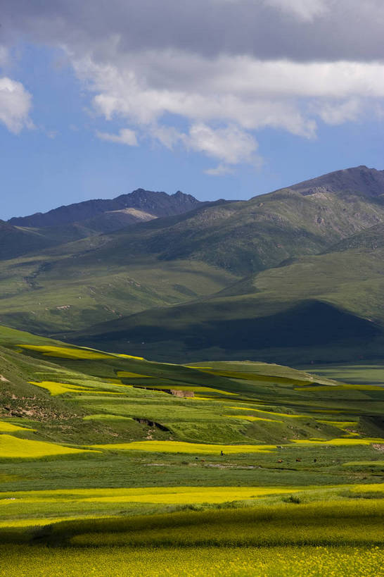 竖图,室外,白天,植物,中国,亚洲,清澈,作物,花,黄色,蓝色,绿色,天空,自然,天,油菜花,旅游胜地,摄影,生长,成长,东亚,青海,中华人民共和国,富裕,明澈,清彻,清亮,彩图,bj174