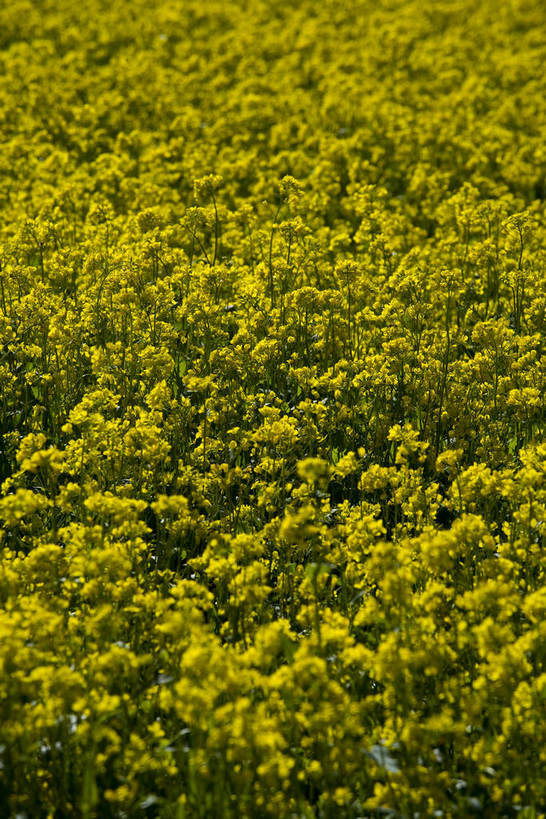 竖图,室外,白天,植物,中国,亚洲,清澈,作物,花,黄色,蓝色,绿色,天空,自然,天,油菜花,旅游胜地,摄影,生长,成长,东亚,青海,中华人民共和国,富裕,明澈,清彻,清亮,彩图,bj174