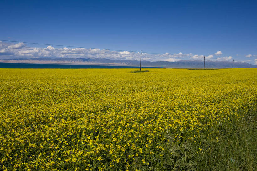横图,室外,白天,植物,中国,亚洲,清澈,作物,花,黄色,蓝色,绿色,天空,自然,天,油菜花,旅游胜地,摄影,生长,成长,东亚,青海,中华人民共和国,富裕,明澈,清彻,清亮,彩图,bj174