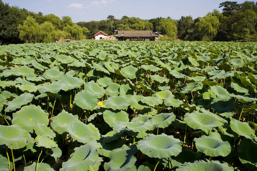 宫殿,横图,室外,白天,湖,建筑,避暑山庄,中国,亚洲,荷叶,历史,古代,旅游胜地,摄影,东亚,世界文化遗产,中华人民共和国,华北地区,河北,河北省,冀,承德,承德市,古远,展馆,荷花,彩图,承德避暑山庄,承德离宫,热河行宫,bj174