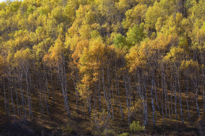 横图,室外,白天,秋季,沙漠,坝上,中国,亚洲,纹理,高原,树干,树木,旅游胜地,摄影,东亚,内蒙古,中华人民共和国,砂石,秋,秋天,彩图,bj174