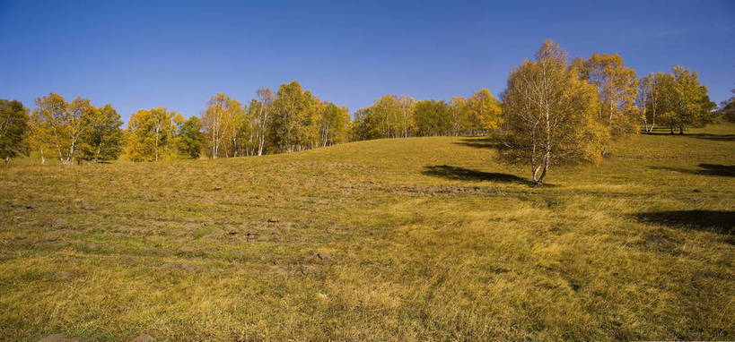 横图,室外,白天,草地,秋季,沙漠,白桦树,叶子,坝上,中国,亚洲,高原,枯叶,落叶,白云,蓝天,旅游胜地,摄影,东亚,内蒙古,中华人民共和国,砂石,叶,叶片,秋,秋天,彩图,bj174
