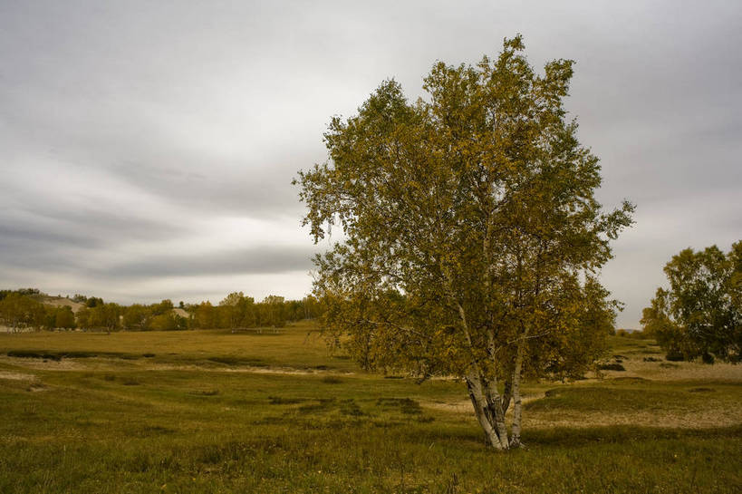 横图,室外,白天,草地,秋季,沙漠,白桦树,叶子,坝上,中国,亚洲,高原,枯叶,落叶,天空,旅游胜地,摄影,冷色调,东亚,内蒙古,中华人民共和国,砂石,叶,叶片,秋,秋天,彩图,bj174