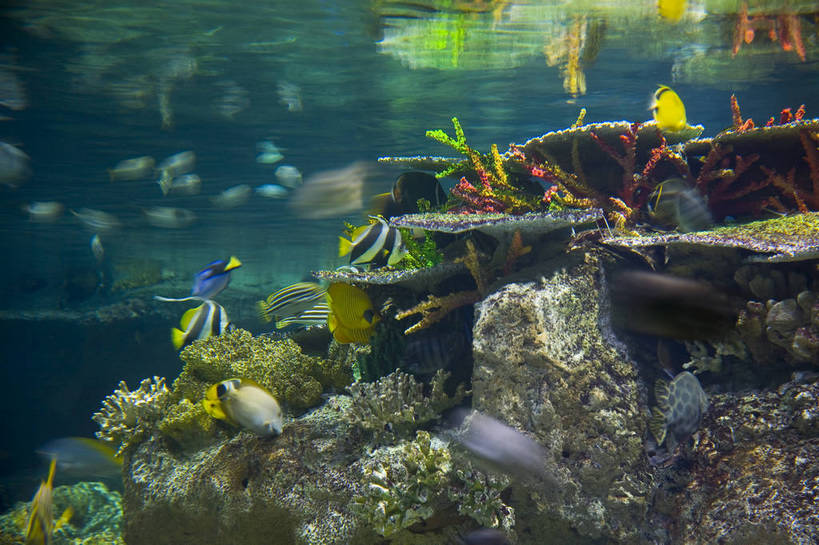 人群,横图,彩色,室内,白天,旅游,度假,美景,城市风光,城市,香港,中国,亚洲,行人,游客,游人,表演,鱼,图片,景观,美丽,娱乐,鱼类,路人,旅客,海洋馆,海洋公园,享受,休闲,旅游胜地,景色,放松,摄影,观看,海滨,参观,东亚,海底动物,中华人民共和国,繁荣,绚丽,发达,过客,海,旅游者,彩图,旅行,bj174