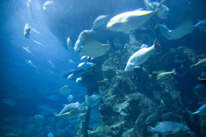 人群,横图,彩色,室内,白天,旅游,度假,美景,城市风光,城市,香港,中国,亚洲,行人,游客,游人,表演,鱼,图片,景观,美丽,娱乐,鱼类,路人,旅客,海洋馆,海洋公园,享受,休闲,旅游胜地,景色,放松,摄影,观看,海滨,参观,东亚,海底动物,中华人民共和国,繁荣,绚丽,发达,过客,海,旅游者,彩图,旅行,bj174