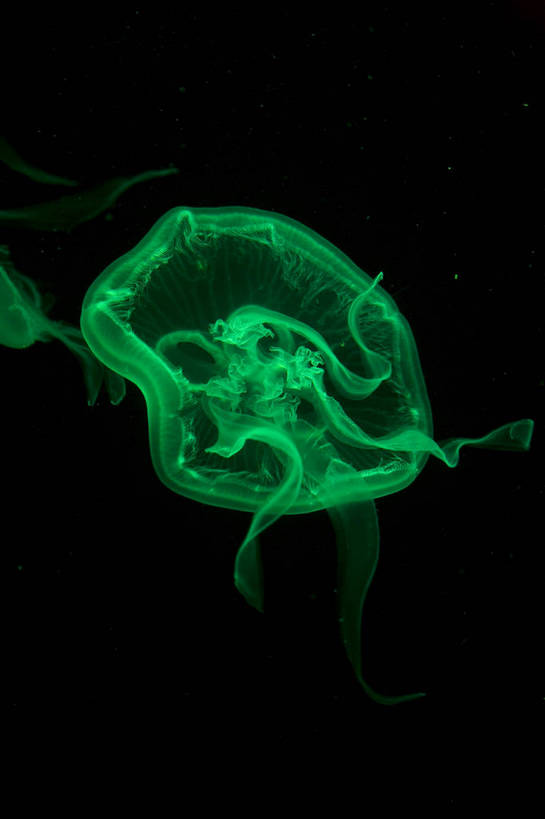 人群,竖图,彩色,室内,白天,旅游,度假,美景,城市风光,城市,香港,中国,亚洲,行人,游客,游人,表演,鱼,图片,景观,美丽,娱乐,鱼类,路人,旅客,海洋馆,海洋公园,享受,休闲,旅游胜地,景色,放松,竖,摄影,观看,海滨,参观,东亚,海底动物,中华人民共和国,繁荣,绚丽,发达,过客,海,旅游者,彩图,旅行,bj174