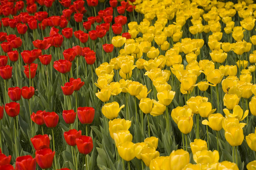 公园,植物园,横图,彩色,室外,白天,旅游,郁金香,北京,中国,亚洲,鲜艳,景观,花,花卉,鲜花,风景,自然,休闲,展示,景色,可爱,摄影,展览,美好,美妙,东亚,中华人民共和国,旅行,花卉展览,北京植物园,bj174