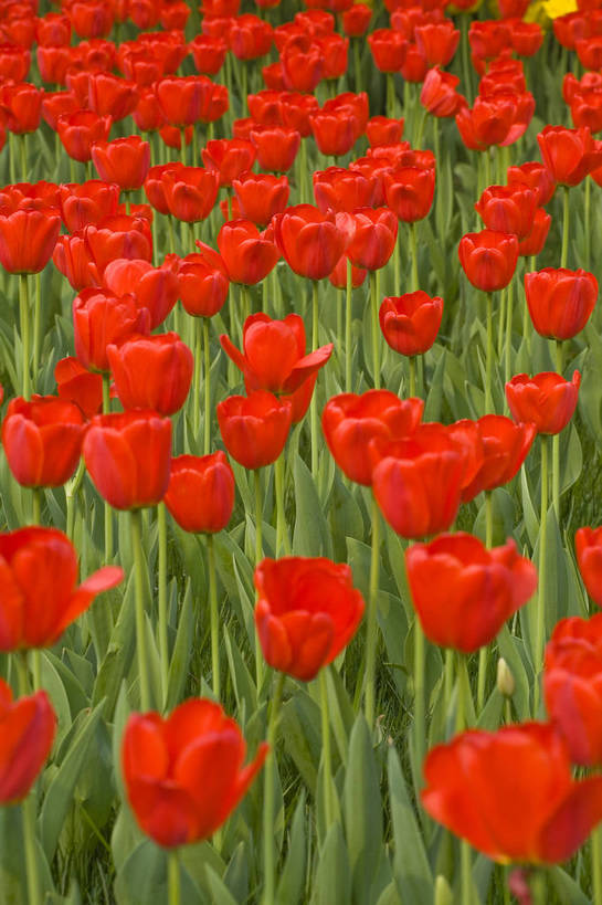 公园,植物园,竖图,彩色,室外,白天,旅游,郁金香,北京,中国,亚洲,鲜艳,景观,花,花卉,鲜花,风景,自然,休闲,展示,景色,可爱,竖,摄影,展览,矗立,美好,美妙,耸立,东亚,中华人民共和国,挺立,旅行,花卉展览,北京植物园,bj174