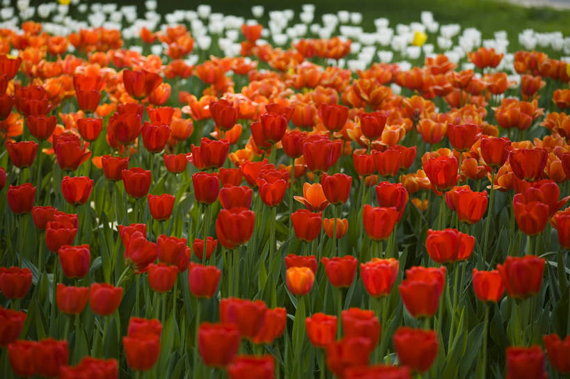 公园,植物园,横图,彩色,室外,白天,旅游,郁金香,北京,中国,亚洲,鲜艳,景观,花,花卉,鲜花,风景,自然,休闲,展示,景色,可爱,摄影,展览,美好,美妙,东亚,中华人民共和国,旅行,花卉展览,北京植物园,bj174