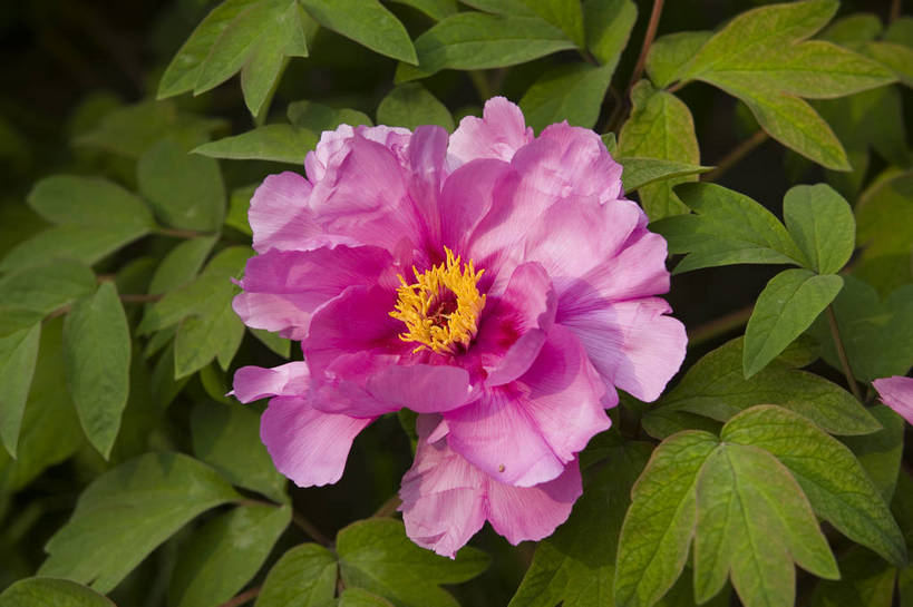 公园,植物园,横图,彩色,室外,特写,白天,旅游,北京,中国,亚洲,鲜艳,景观,花,花朵,花卉,鲜花,风景,自然,休闲,展示,景色,可爱,摄影,展览,美好,美妙,东亚,中华人民共和国,旅行,花卉展览,北京植物园,bj174