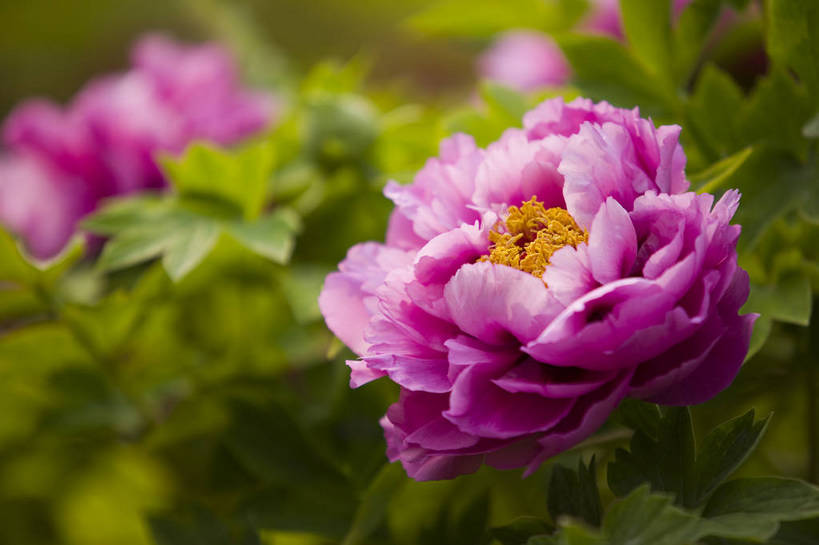 公园,植物园,横图,彩色,室外,特写,白天,旅游,北京,中国,亚洲,鲜艳,景观,花,花朵,花卉,鲜花,风景,自然,休闲,展示,景色,可爱,摄影,展览,美好,美妙,东亚,中华人民共和国,旅行,花卉展览,北京植物园,bj174