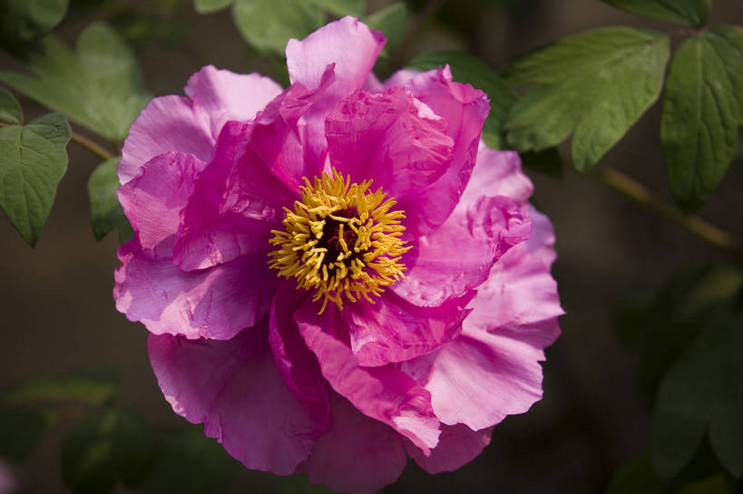 公园,植物园,横图,彩色,室外,特写,白天,旅游,北京,中国,亚洲,鲜艳,景观,花,花朵,花卉,鲜花,风景,自然,休闲,展示,景色,可爱,摄影,展览,美好,美妙,东亚,中华人民共和国,旅行,花卉展览,北京植物园,bj174