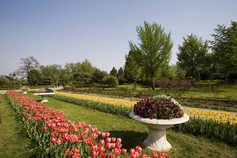 公园,植物园,横图,彩色,室外,白天,旅游,郁金香,北京,中国,亚洲,鲜艳,景观,花,花卉,鲜花,风景,自然,休闲,展示,景色,可爱,摄影,展览,美好,美妙,东亚,中华人民共和国,旅行,花卉展览,北京植物园,bj174