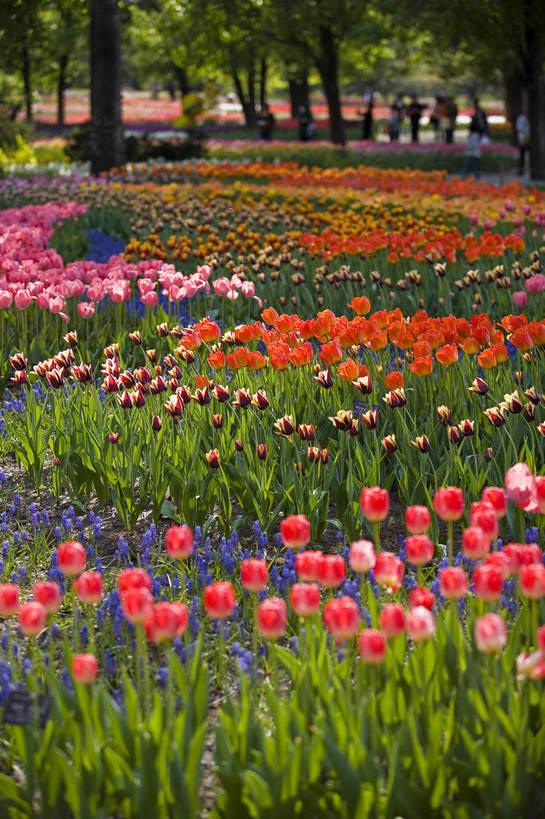 公园,植物园,竖图,彩色,室外,白天,旅游,郁金香,北京,中国,亚洲,鲜艳,景观,花,花卉,鲜花,风景,自然,休闲,展示,景色,可爱,竖,摄影,展览,矗立,美好,美妙,耸立,东亚,中华人民共和国,挺立,旅行,花卉展览,北京植物园,bj174