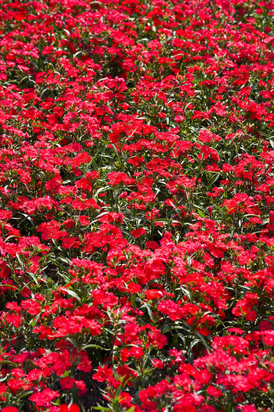 花园,竖图,彩色,室外,白天,旅游,昆明,中国,亚洲,鲜艳,景观,云南,花,花卉,鲜花,风景,自然,休闲,世博会,展示,景色,可爱,竖,摄影,园林,展览,矗立,美好,美妙,耸立,昆明市,东亚,云南省,中华人民共和国,省会,西南地区,挺立,滇,旅行,花卉展览,博览会,昆明世界园艺博览园,盘龙区,昆明世博园,bj174