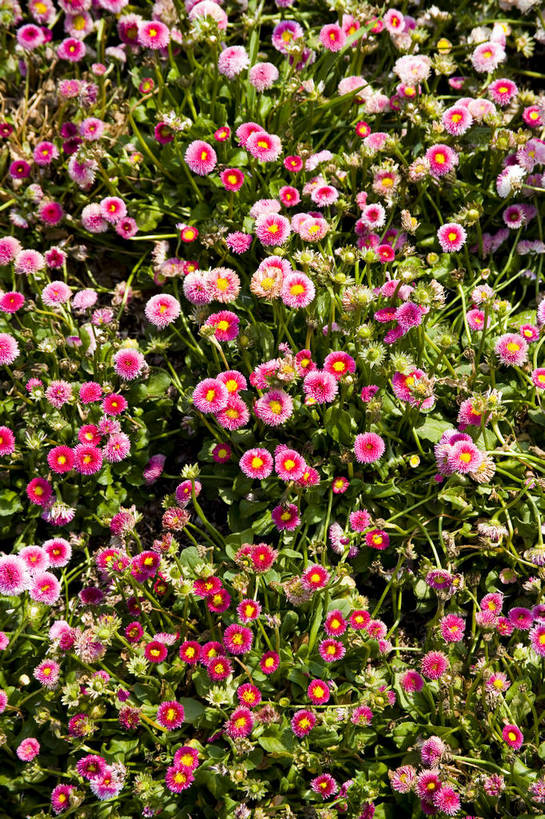 花园,竖图,彩色,室外,白天,旅游,昆明,中国,亚洲,鲜艳,景观,云南,花,花卉,鲜花,风景,自然,休闲,世博会,展示,景色,可爱,竖,摄影,园林,展览,矗立,美好,美妙,耸立,昆明市,东亚,云南省,中华人民共和国,省会,西南地区,挺立,滇,旅行,花卉展览,博览会,昆明世界园艺博览园,盘龙区,昆明世博园,bj174