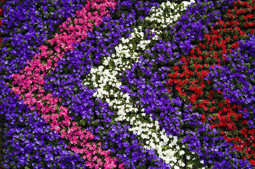 花园,横图,彩色,室外,白天,旅游,昆明,中国,亚洲,鲜艳,景观,云南,花,花卉,鲜花,风景,自然,休闲,世博会,展示,景色,可爱,摄影,园林,展览,美好,美妙,昆明市,东亚,云南省,中华人民共和国,省会,西南地区,滇,旅行,花卉展览,博览会,昆明世界园艺博览园,盘龙区,昆明世博园,bj174