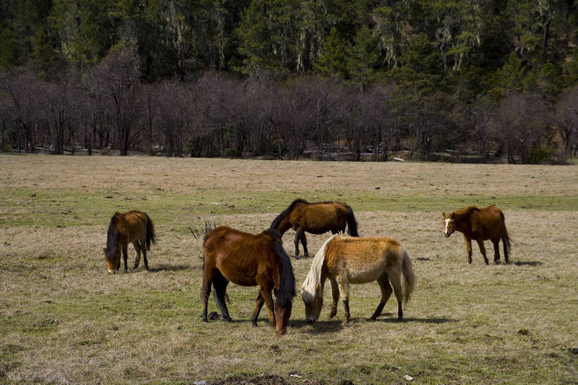 公园,横图,室外,白天,旅游,度假,美景,名胜古迹,树林,标志建筑,地标,建筑,马,香格里拉,中国,亚洲,遗迹,民俗,景观,古迹,文物,娱乐,建设,古建筑,迪庆,云南,特色,树,自然,享受,休闲,旅游胜地,景色,放松,人文景观,国家公园,中国文化,自然风光,古文明,东亚,中甸,迪庆藏族自治州,云南省,中华人民共和国,西南地区,滇,迪庆州,牧马,香格里拉县,普达措国家公园,旅行,传统文化,bj174