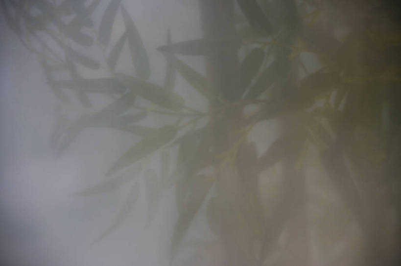 横图,彩色,特写,纯洁,植物,竹子,北京,中国,亚洲,阴影,局部,艺术,造型,反射,光影,影子,竹叶,光,竹林,摄影,部分,高雅,东亚,中华人民共和国,奉献,质朴,正直,担当,竹,奋进,操守,四君子,岁寒三友,性坚,虚怀,虚心,善群,卓尔,bj174