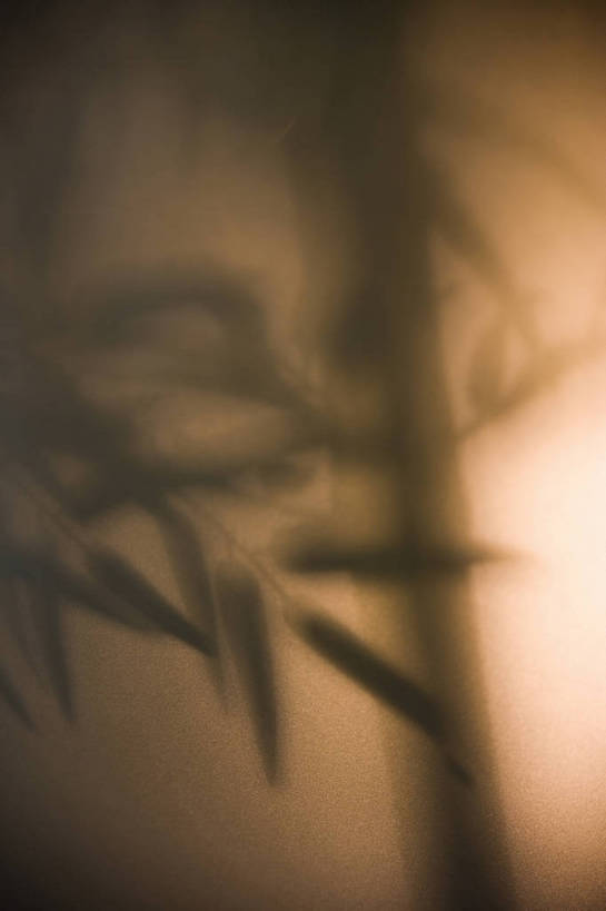 竖图,彩色,特写,纯洁,植物,竹子,北京,中国,亚洲,阴影,局部,艺术,造型,反射,光影,影子,竹叶,光,竹林,竖,摄影,部分,高雅,矗立,耸立,东亚,中华人民共和国,奉献,质朴,正直,挺立,担当,竹,奋进,操守,四君子,岁寒三友,性坚,虚怀,虚心,善群,卓尔,bj174