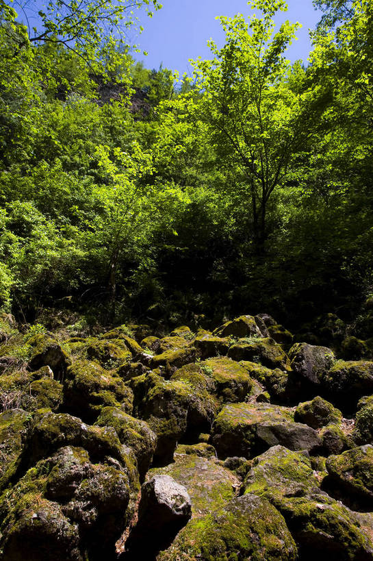 竖图,彩色,室外,特写,白天,旅游,度假,名胜古迹,森林,树林,标志建筑,地标,建筑,中国,亚洲,局部,遗迹,图片,古迹,文物,娱乐,建设,古建筑,树木,自然,享受,休闲,旅游胜地,景色,放松,竖,摄影,黑,矗立,美好,自然风光,耸立,古文明,东亚,黑龙江,黑龙江省,中华人民共和国,挺立,东北地区,牡丹江,牡丹江市,幽静,旅行,镜泊湖,镜泊湖国家级风景名胜区,镜泊湖景区,镜泊湖世界地质公园,宁安,宁安市,吊水楼瀑布,东北,镜泊湖瀑布,中国东北地区,东北三省,东三省,地下森林,火山口原始森林,bj174