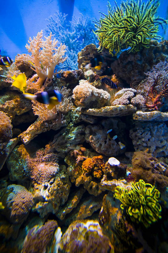 竖图,彩色,白天,旅游,度假,海底,名胜古迹,标志建筑,地标,建筑,中国,亚洲,遗迹,鱼,珊瑚,图片,古迹,文物,娱乐,建设,珊瑚礁,古建筑,现代建筑,海洋馆,享受,休闲,旅游胜地,放松,竖,摄影,哈尔滨,黑,矗立,耸立,展览馆,参观,古文明,东亚,黑龙江,黑龙江省,中华人民共和国,省会,挺立,东北地区,哈尔滨市,旅行,东北,中国东北地区,东北三省,东三省,哈尔滨极地馆,松北区,bj174