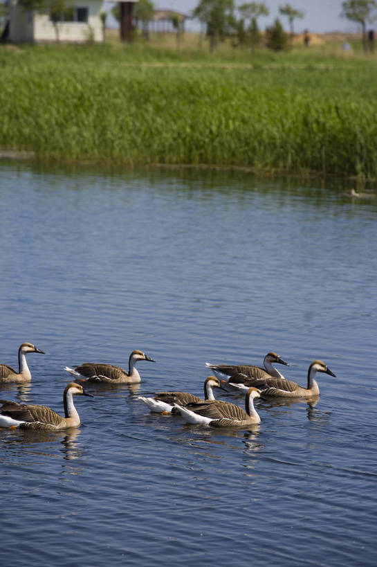 竖图,彩色,室外,白天,旅游,度假,草地,草坪,湖,湖泊,名胜古迹,水,植物,标志建筑,地标,建筑,中国,亚洲,遗迹,民俗,鸭,图片,湖面,水流,水面,古迹,文物,娱乐,建设,古建筑,草,拍照,绿色,自然,动物,湖水,享受,休闲,旅游胜地,景色,放松,竖,摄影,矗立,美好,自然风光,耸立,野鸭,濒危动物,古文明,东亚,黑龙江,中华人民共和国,挺立,齐齐哈尔,保护区,旅行,照相,扎龙自然保护区,草甸,bj174