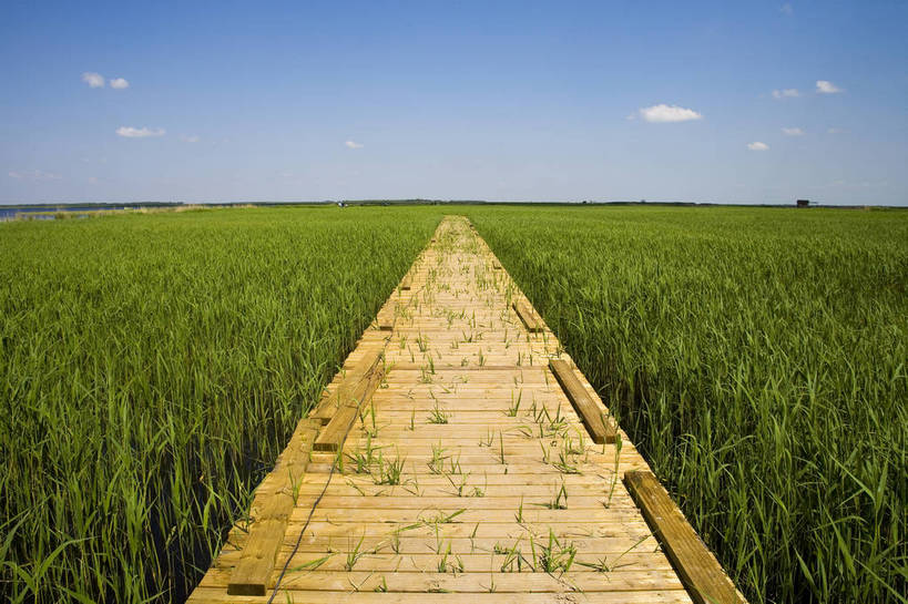 横图,彩色,室外,白天,旅游,度假,草地,草坪,湖,湖泊,名胜古迹,植物,标志建筑,地标,建筑,中国,亚洲,遗迹,民俗,图片,古迹,文物,娱乐,建设,古建筑,草,绿色,自然,享受,休闲,旅游胜地,景色,放松,摄影,美好,自然风光,古文明,东亚,黑龙江,中华人民共和国,齐齐哈尔,保护区,旅行,扎龙自然保护区,草甸,bj174