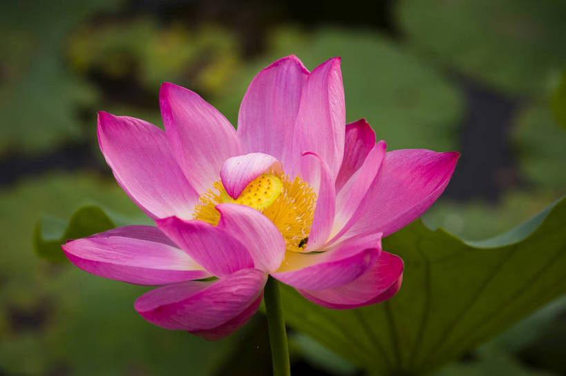 横图,彩色,室外,特写,白天,植物,中国,亚洲,观赏,水池,荷叶,美丽,花,花朵,花卉,自然,摄影,荷塘,美好,东亚,中华人民共和国,荷花,bj174