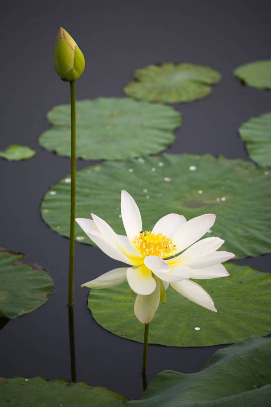 竖图,彩色,室外,特写,白天,植物,中国,亚洲,观赏,水池,荷叶,美丽,花,花朵,花卉,自然,竖,摄影,荷塘,矗立,美好,耸立,东亚,中华人民共和国,挺立,荷花,bj174