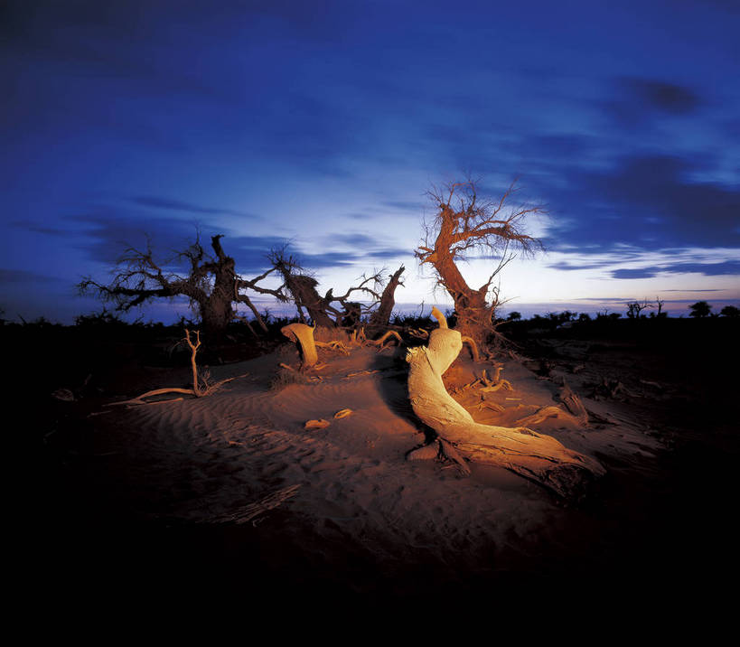 横图,彩色,室外,白天,旅游,度假,荒凉,名胜古迹,标志建筑,地标,建筑,中国,亚洲,遗迹,壮观,景观,辽阔,枯树,美丽,古迹,文物,娱乐,建设,古建筑,树,树木,自然,享受,休闲,广阔,旅游胜地,放松,蒙,摄影,人文景观,地理,近景,古文明,东亚,地貌,内蒙古,新疆,中华人民共和国,华北地区,内蒙古自治区,阿拉善,阿拉善盟,苍凉,夕阳,旅行,地质,额济纳,额济纳旗,额济纳胡杨林,bj174