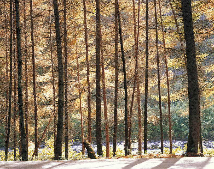 横图,彩色,室外,特写,白天,旅游,度假,名胜古迹,树林,标志建筑,地标,建筑,中国,亚洲,遗迹,景观,红叶,落叶,美丽,古迹,文物,娱乐,建设,古建筑,树木,自然,享受,休闲,旅游胜地,放松,摄影,美好,近景,古文明,东亚,四川,中华人民共和国,幽静,秋天,旅行,卧龙,bj174