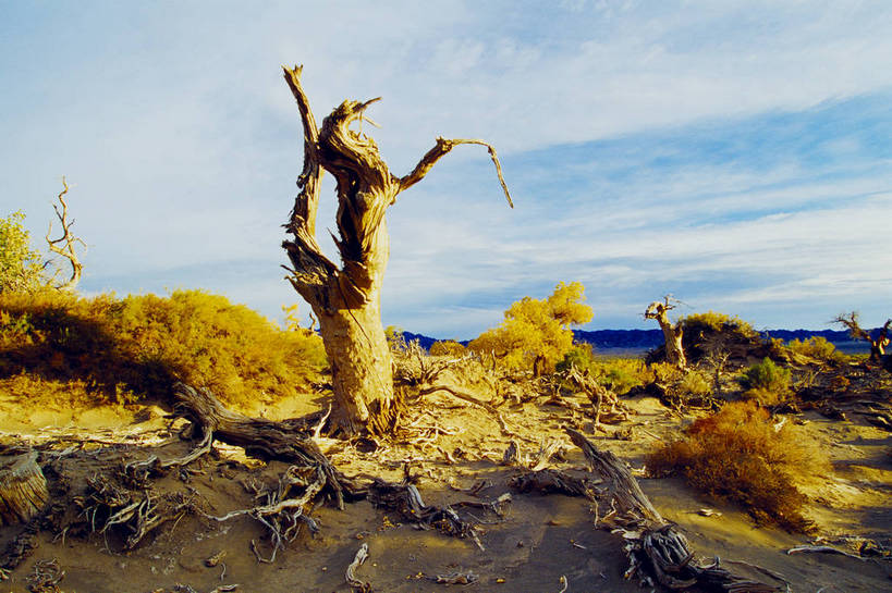 横图,彩色,室外,白天,旅游,度假,荒凉,名胜古迹,标志建筑,地标,建筑,中国,亚洲,遗迹,壮观,景观,辽阔,枯树,美丽,古迹,文物,娱乐,建设,古建筑,树,树木,蓝天,天空,自然,享受,休闲,广阔,旅游胜地,放松,蒙,摄影,人文景观,地理,近景,古文明,东亚,地貌,内蒙古,新疆,中华人民共和国,华北地区,内蒙古自治区,阿拉善,阿拉善盟,苍凉,秋天,旅行,地质,额济纳,额济纳旗,额济纳胡杨林,bj174