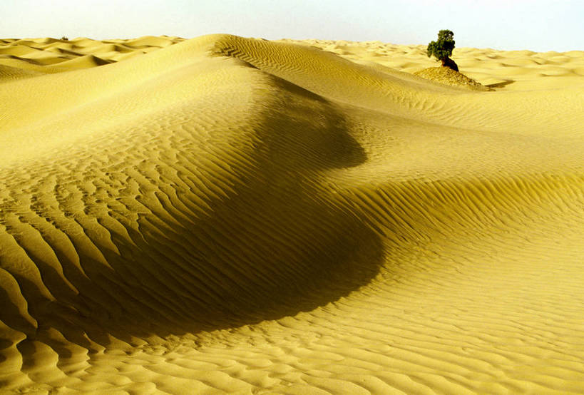 横图,沙漠,中国,亚洲,纹路,枯枝,树木,阳光,金色,摄影,东亚,新疆,中华人民共和国,彩图,bj174