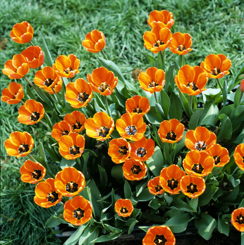 竖图,俯视,草地,草坪,植物,中国,亚洲,花,花卉,红色,绿色,近景,东亚,中华人民共和国,bj174