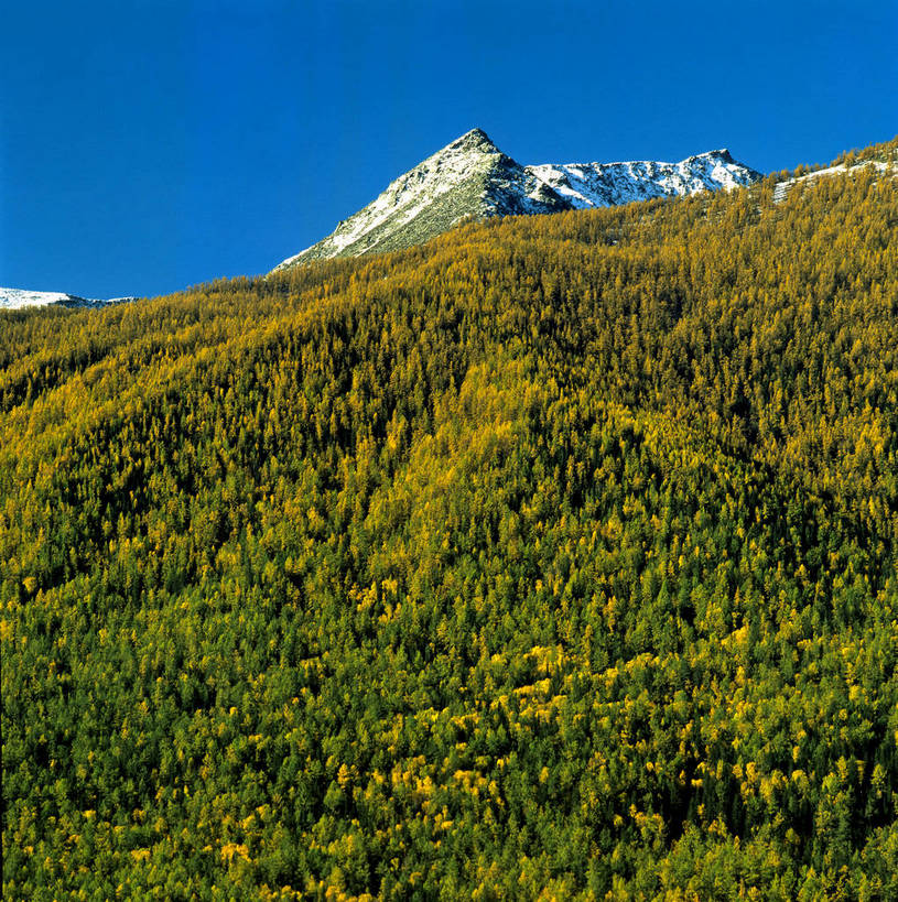 竖图,树林,雪山,中国,亚洲,白云,蓝天,竖,摄影,矗立,耸立,东亚,四川,中华人民共和国,四姑娘山,挺立,彩图,bj174