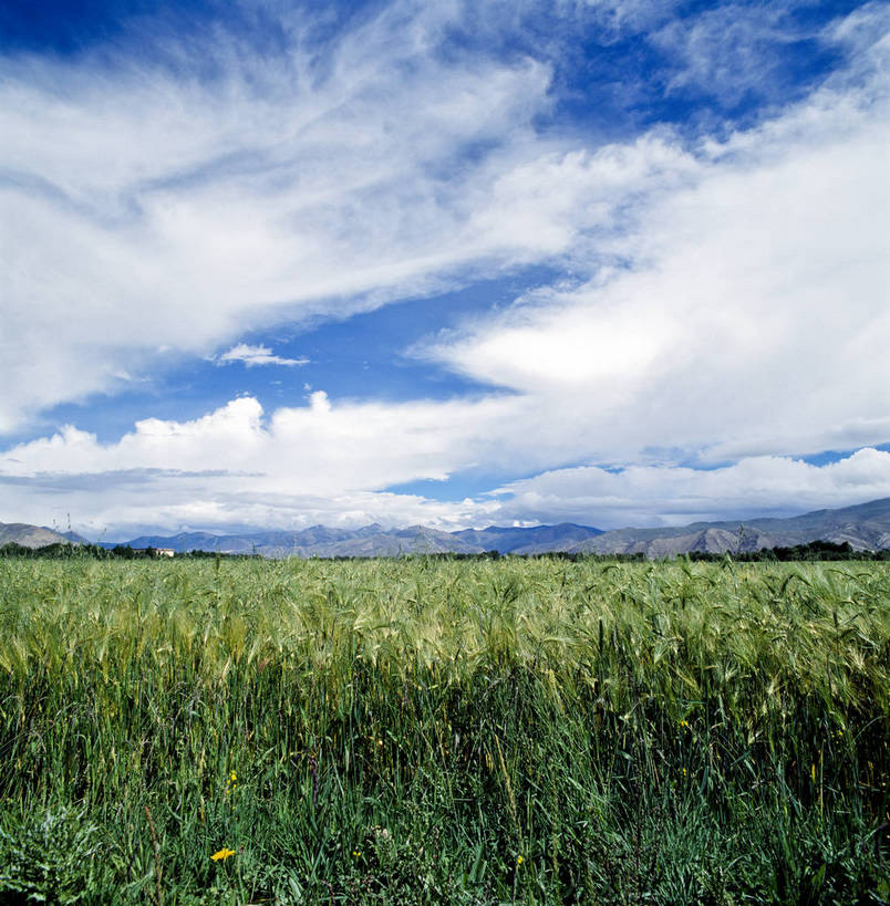 竖图,草地,美景,山脉,中国,亚洲,景观,西藏,白云,蓝天,自然,景色,竖,摄影,矗立,自然风光,耸立,东亚,中华人民共和国,挺立,彩图,青稞,bj174