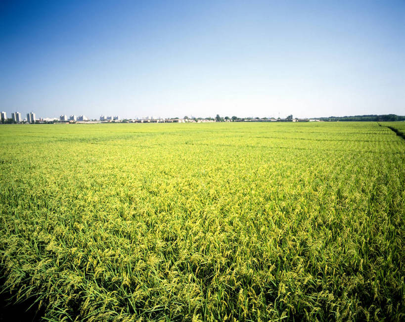 横图,草地,美景,中国,亚洲,房屋,景观,西藏,白云,蓝天,自然,景色,摄影,自然风光,东亚,中华人民共和国,彩图,青稞,bj174