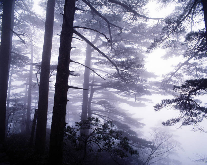 横图,室外,白天,草地,草原,美景,树林,坝上,中国,亚洲,景观,清晨,自然,景色,摄影,自然风光,东亚,内蒙古,中华人民共和国,彩图,bj174