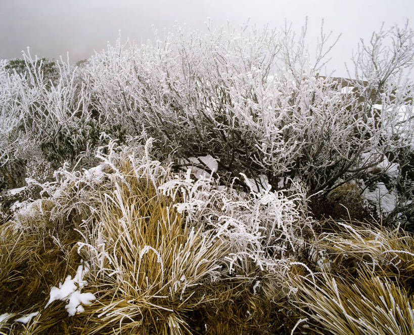 横图,树林,中国,亚洲,结冰,冬季,冬天,下雪,冰冻,摄影,东亚,中华人民共和国,彩图,bj174