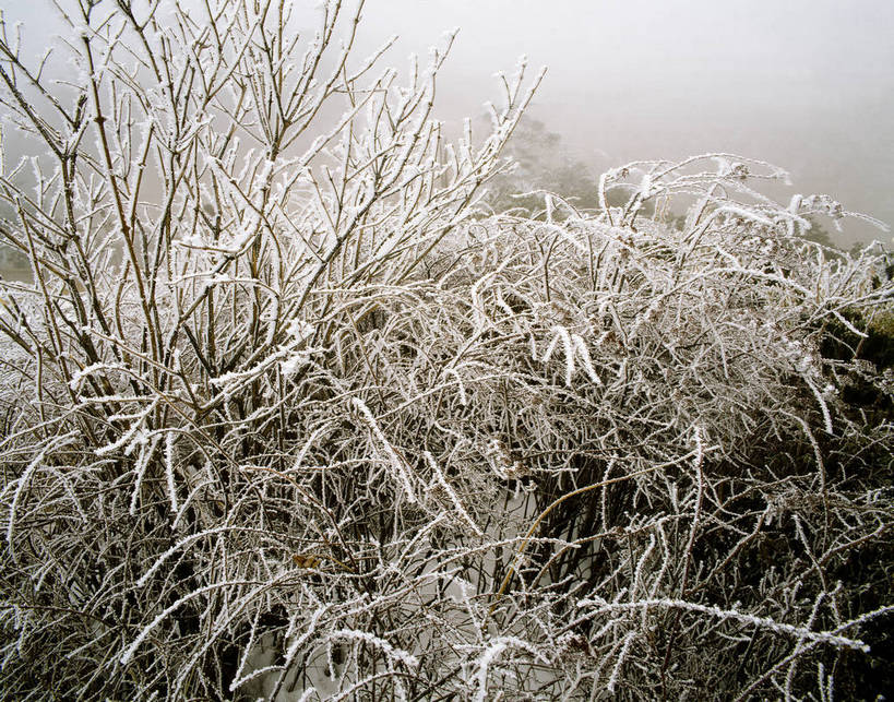 横图,树林,中国,亚洲,结冰,冬季,冬天,下雪,冰冻,摄影,东亚,中华人民共和国,彩图,bj174