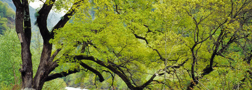 横图,美景,森林,树林,中国,亚洲,景观,树木,绿色,自然,景色,摄影,山林,自然风光,东亚,中华人民共和国,彩图,bj174