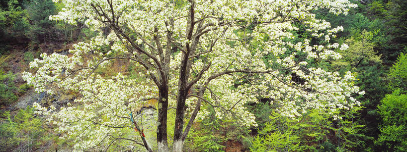 横图,美景,森林,树林,中国,亚洲,景观,树木,绿色,自然,景色,摄影,山林,自然风光,东亚,中华人民共和国,彩图,bj174