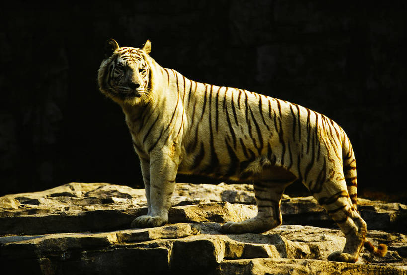 横图,中国,亚洲,一只,动物,摄影,静止,近景,东亚,中华人民共和国,老虎,彩图,bj174