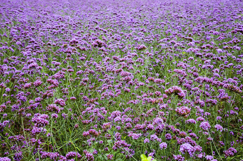 横图,彩色,室外,特写,白天,草地,植物,中国,亚洲,观赏,美丽,花卉,紫色,自然,薰衣草,摄影,花草,美好,东亚,中华人民共和国,bj174