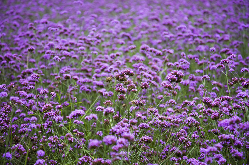 横图,彩色,室外,特写,白天,草地,植物,中国,亚洲,观赏,美丽,花卉,紫色,自然,薰衣草,摄影,花草,美好,东亚,中华人民共和国,bj174
